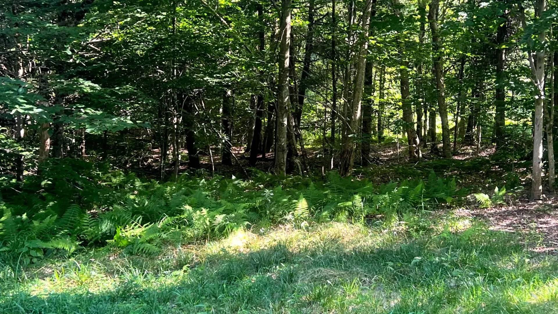 Property at Lot 7 Carleton Pond Road, Camden, NY 13316 9