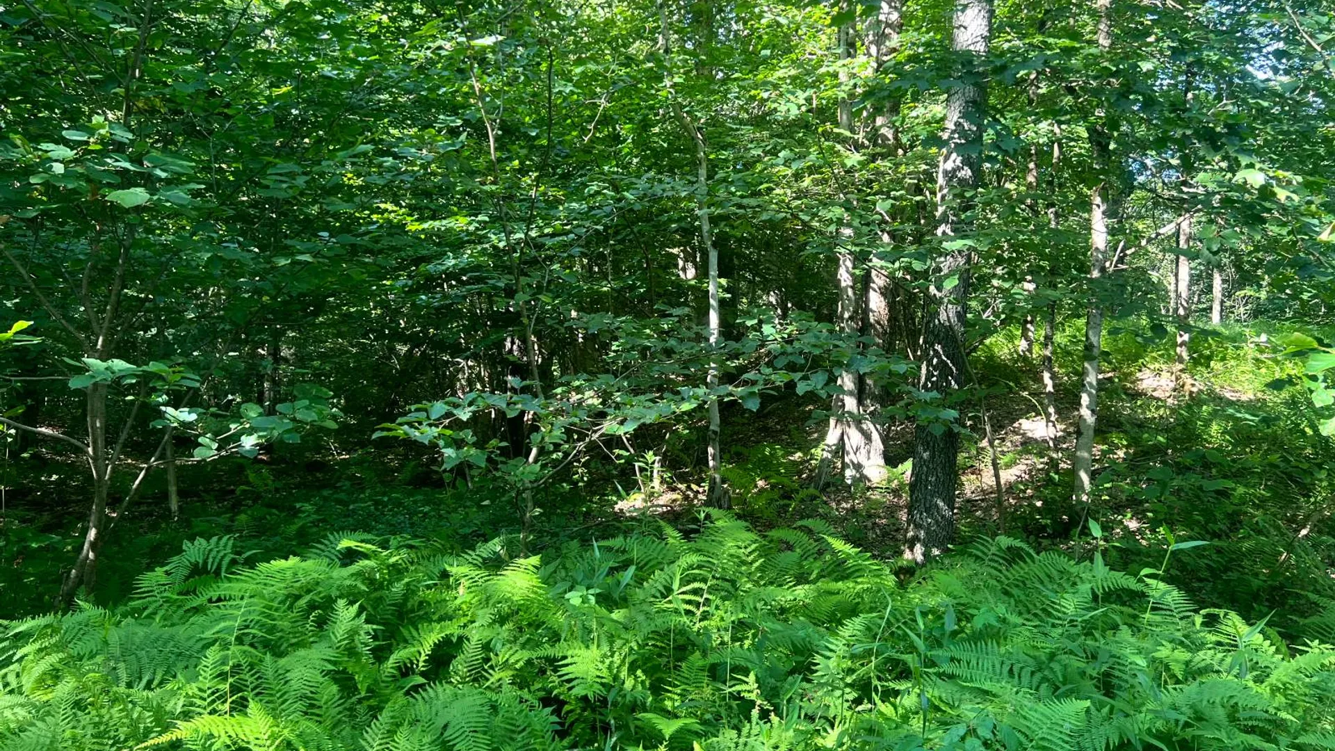 Property at Lot 7 Carleton Pond Road, Camden, NY 13316 11