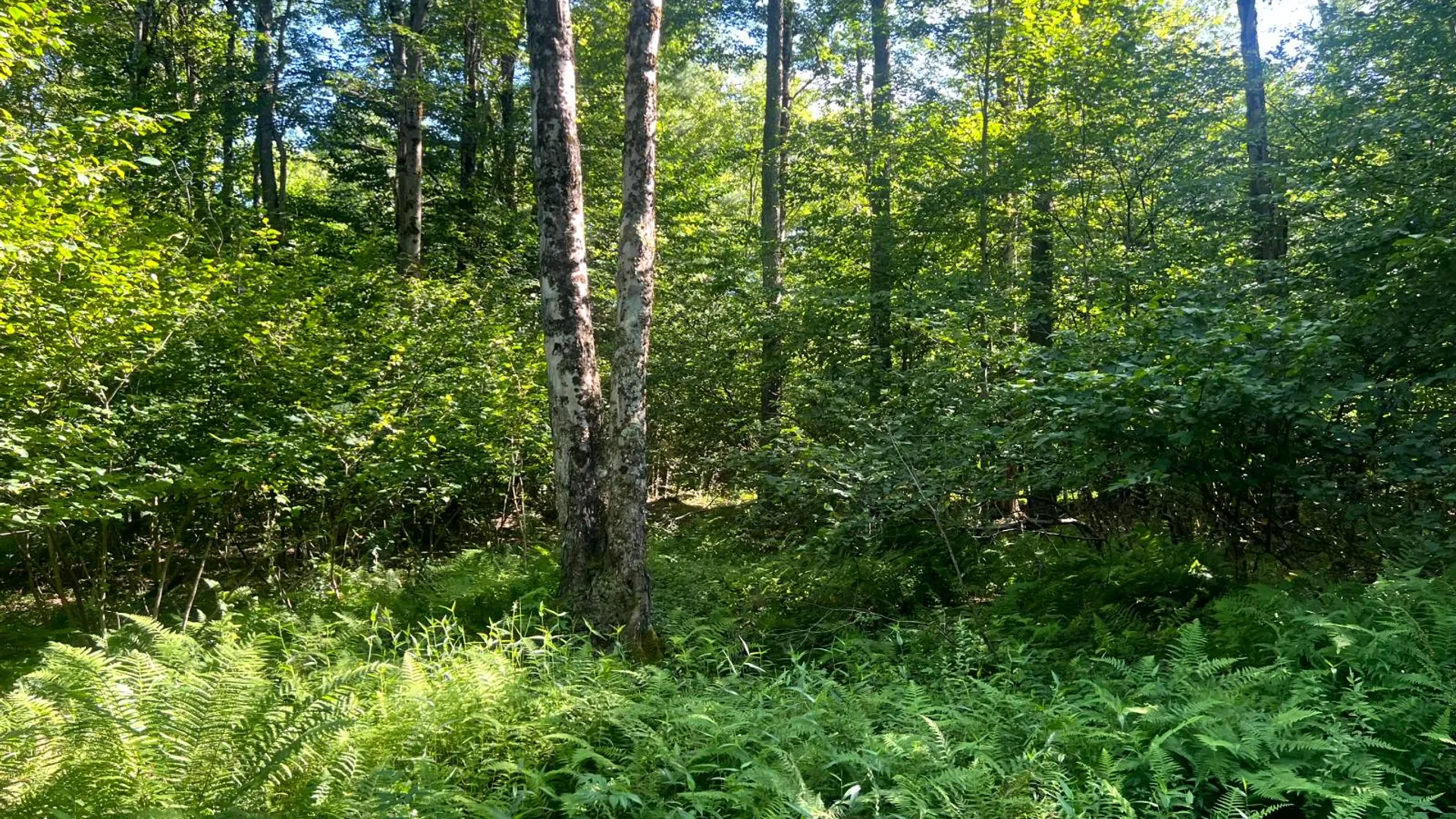 Property at Lot 7 Carleton Pond Road, Camden, NY 13316 12