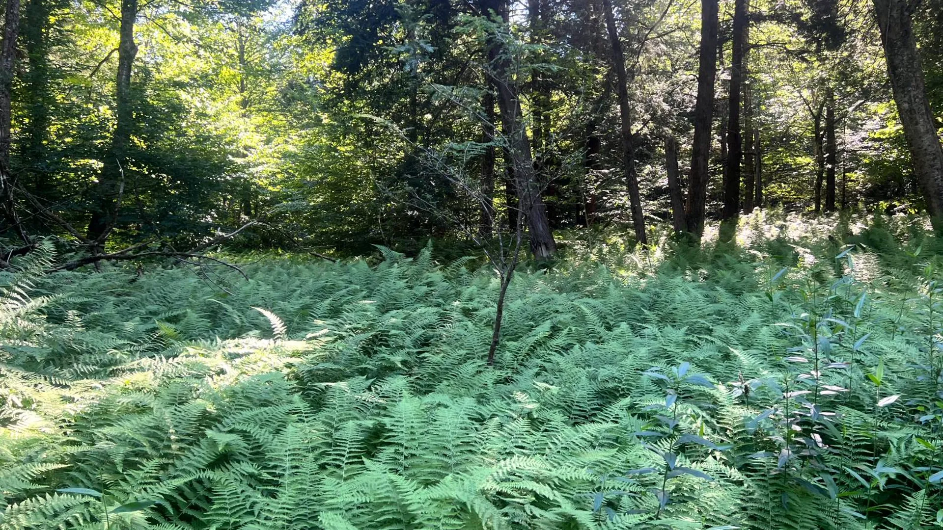 Property at Lot 7 Carleton Pond Road, Camden, NY 13316 14
