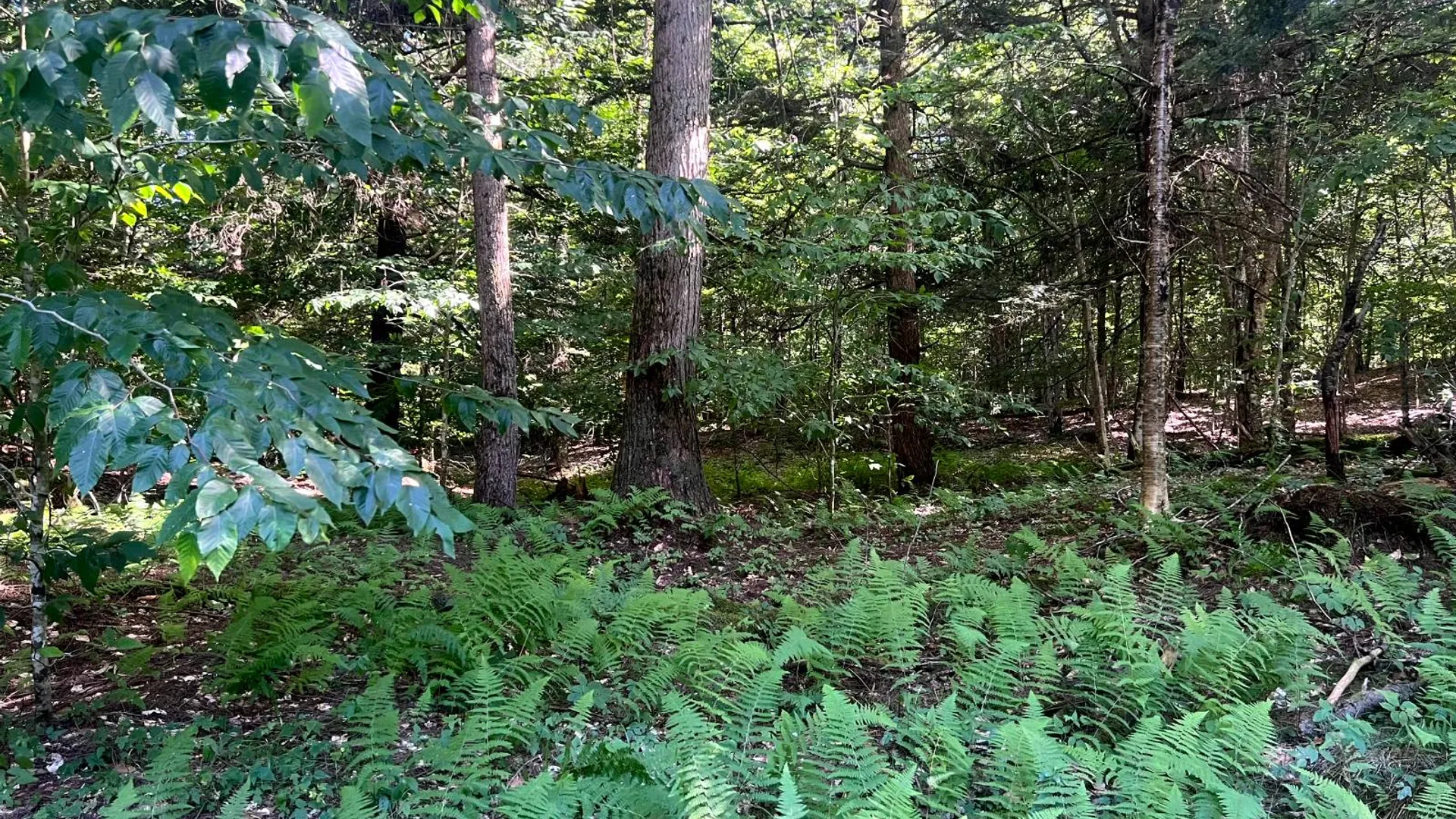 Property at Lot 7 Carleton Pond Road, Camden, NY 13316 16