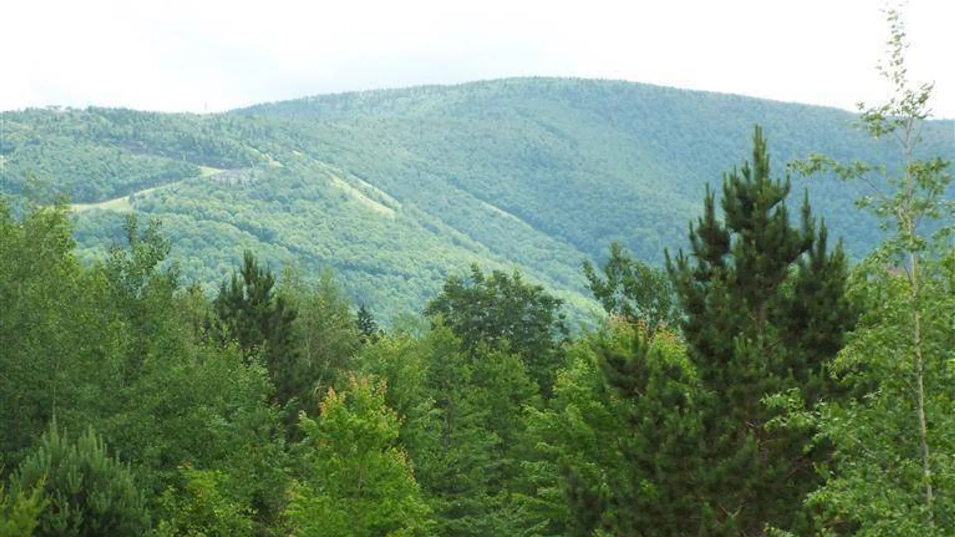 Property at 1991 Route 296, Jewett, NY 12444 3