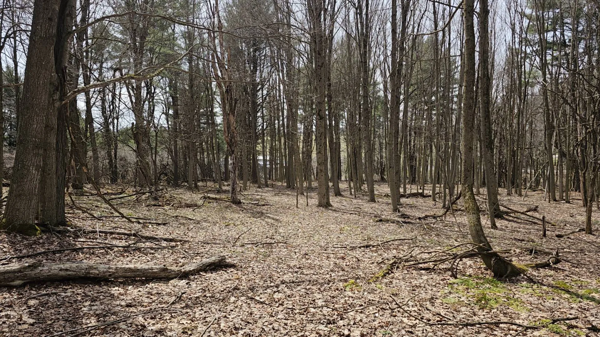 Property at 290 Griggs Rd, Springfield Center, NY 13468 46