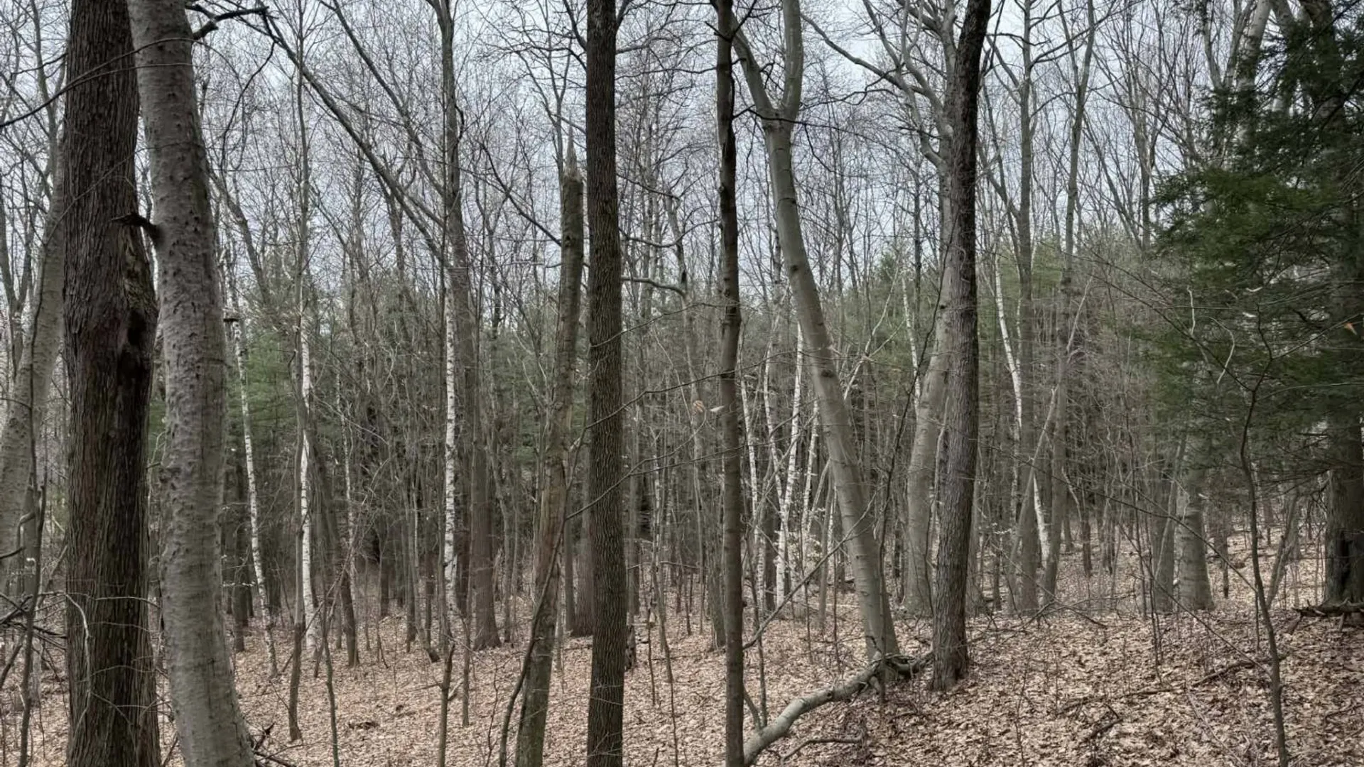 Property at 290 Griggs Rd, Springfield Center, NY 13468 59