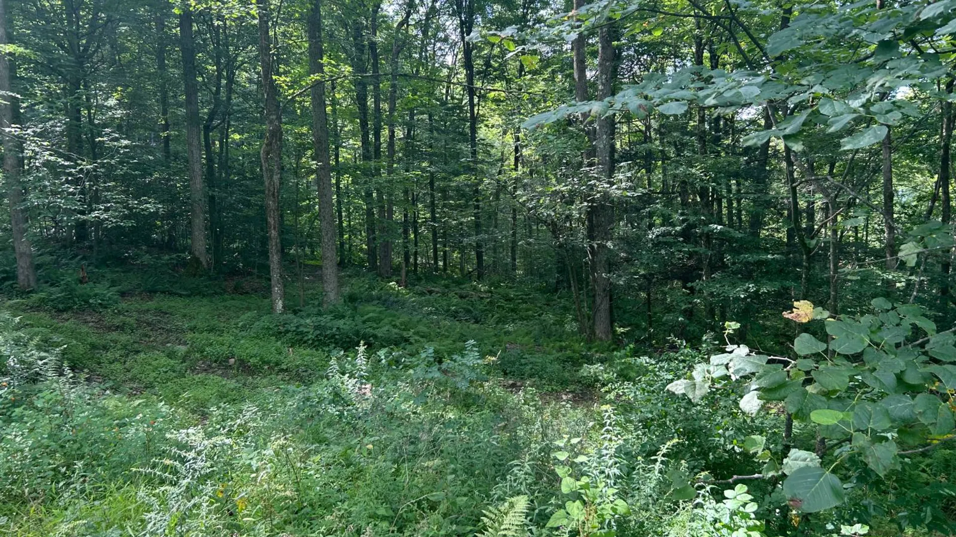 Property at 2162 Fish Brook Rd, Walton, NY 13856 34