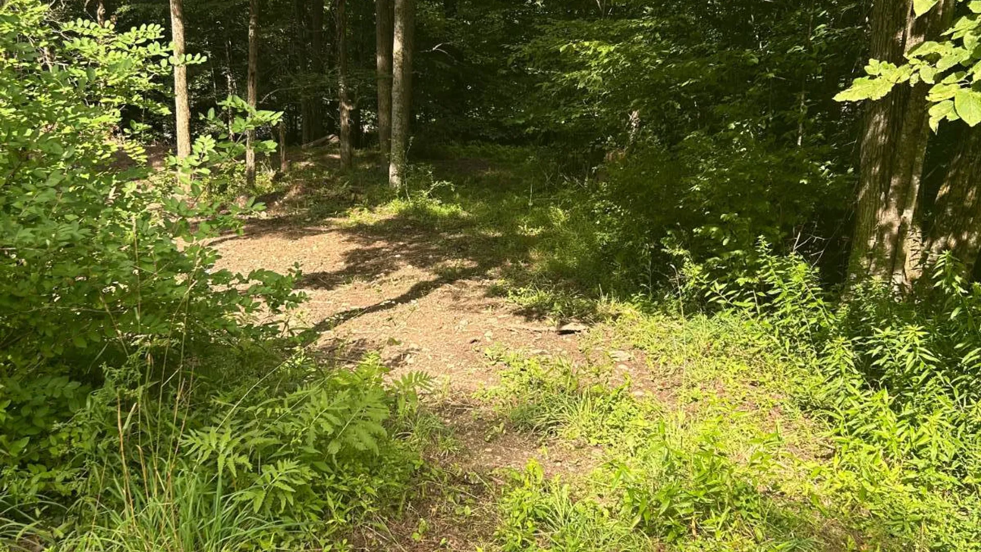 Property at 2162 Fish Brook Rd, Walton, NY 13856 35