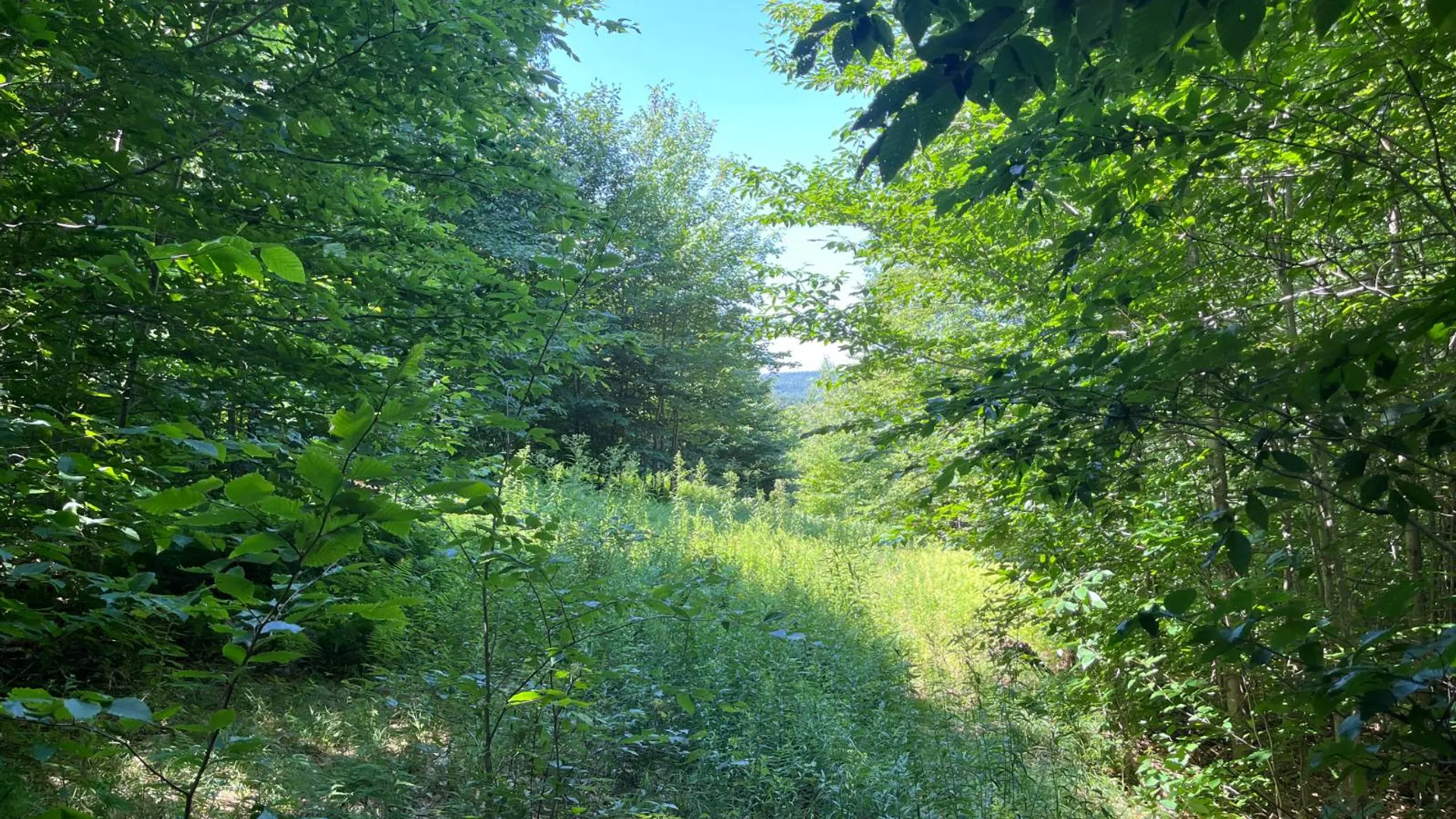 Property at 90 Santamont Roa Santamon Road, Hopkinton, NY 12980 41
