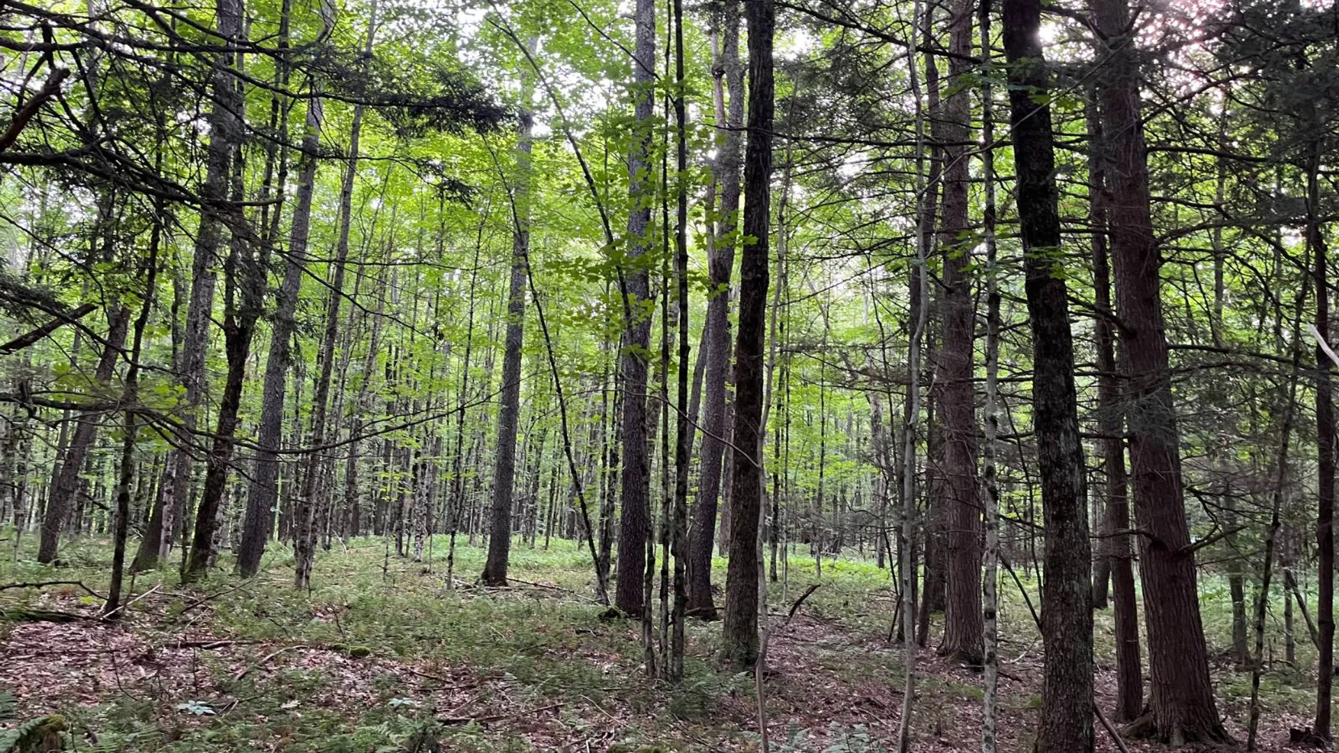 Property at 00 Streeter Rd, Pitcarin, NY 13648 10