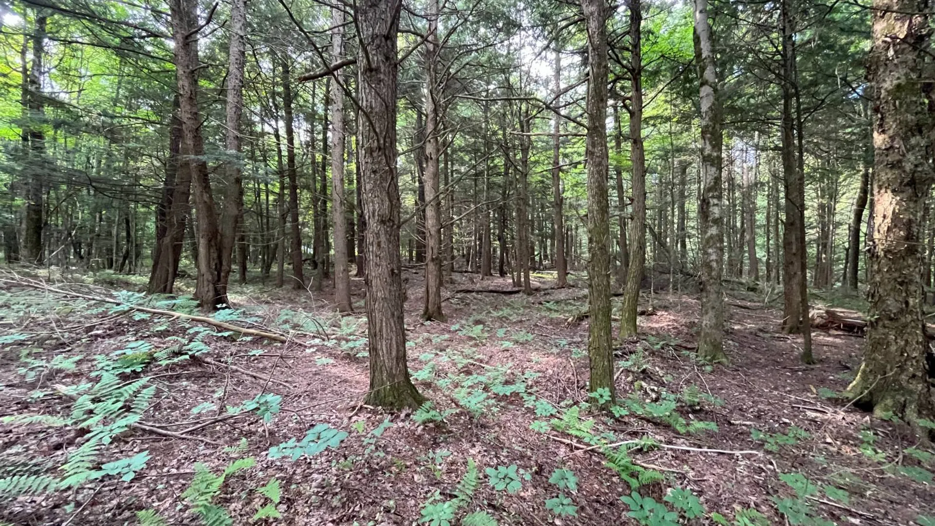 Property at 00 Streeter Rd, Pitcarin, NY 13648 19