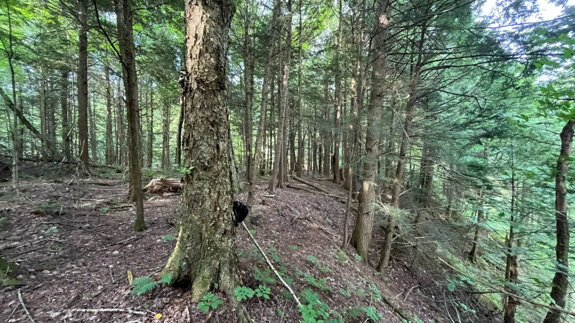 Property at 00 Streeter Rd, Pitcarin, NY 13648 20