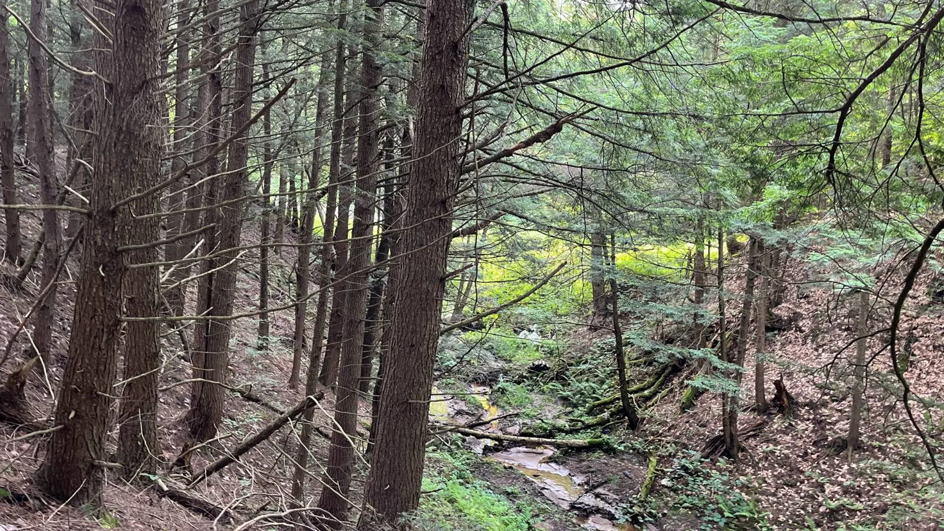 Property at 00 Streeter Rd, Pitcarin, NY 13648 24