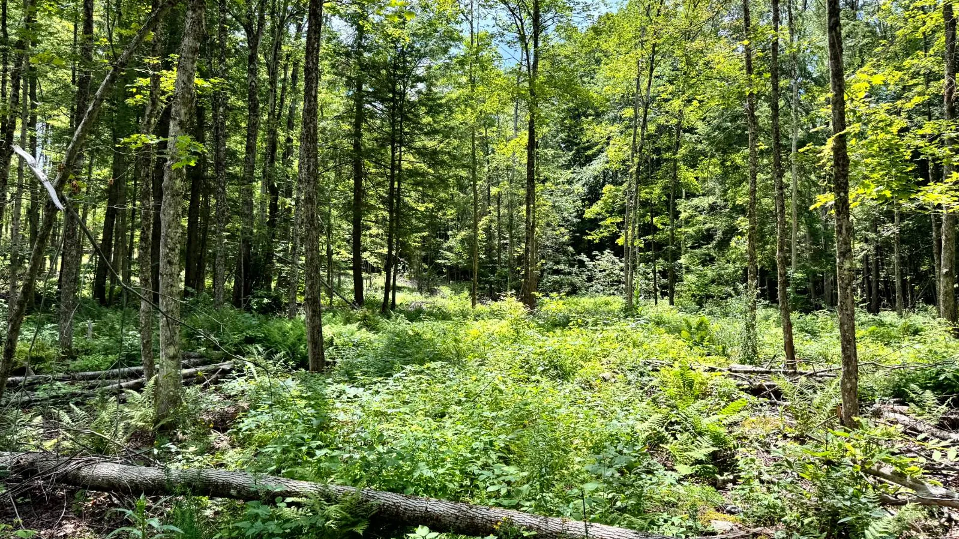 Property at 1.1 Tannery Rd, Western, NY 13486 5