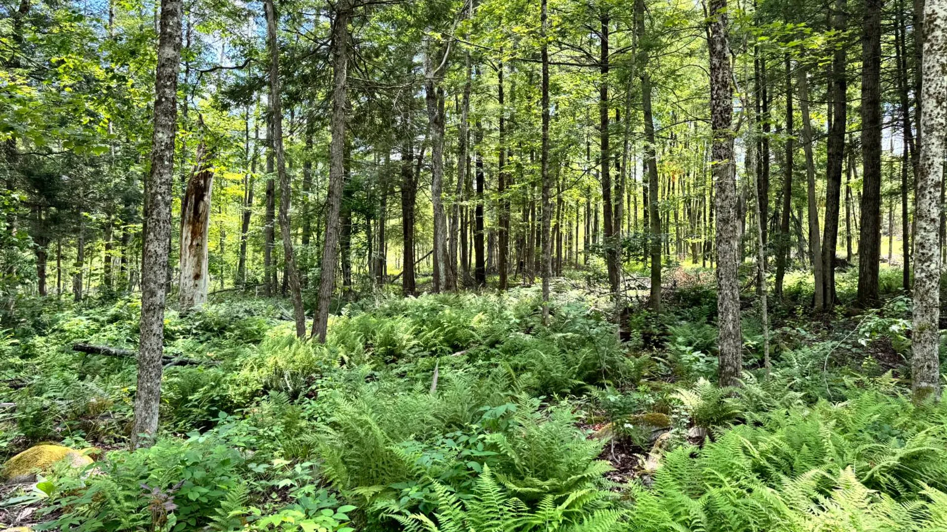 Property at 1.1 Tannery Rd, Western, NY 13486 6