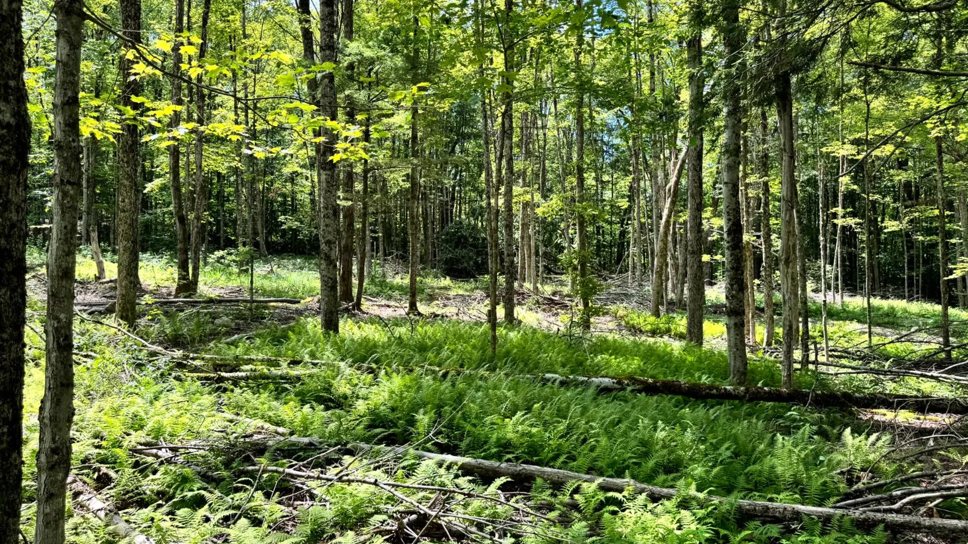 Property at 1.1 Tannery Rd, Western, NY 13486 7