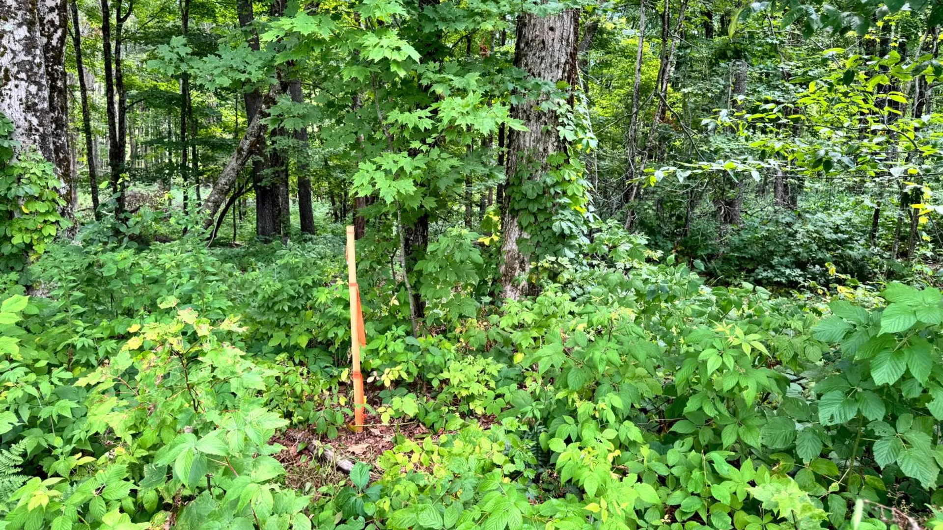 Property at 1.2 Tannery Rd, Western, NY 13486 17
