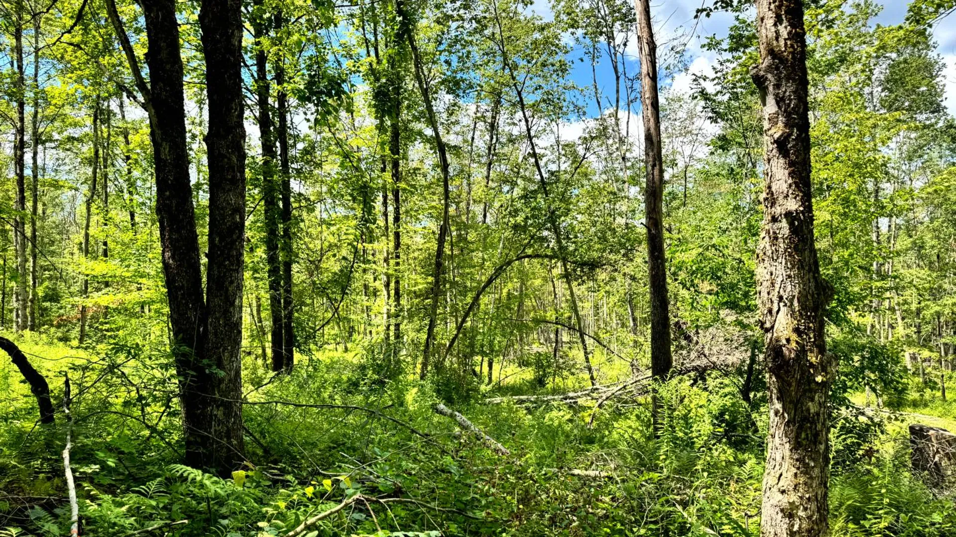 Property at 1.3 Tannery Rd, Western, NY 13486 5