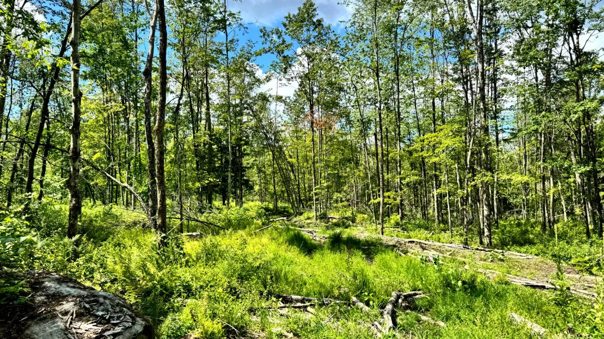 Property at 1.3 Tannery Rd, Western, NY 13486 6