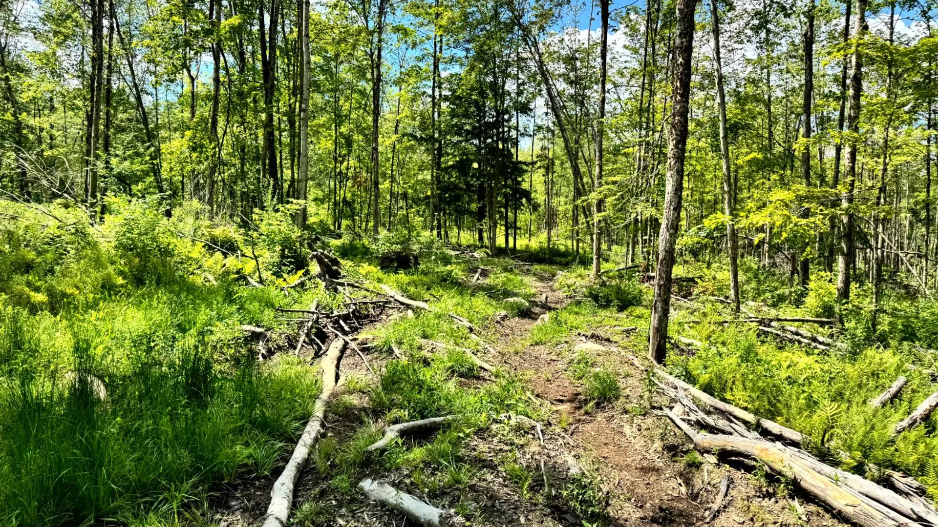Property at 1.3 Tannery Rd, Western, NY 13486 11