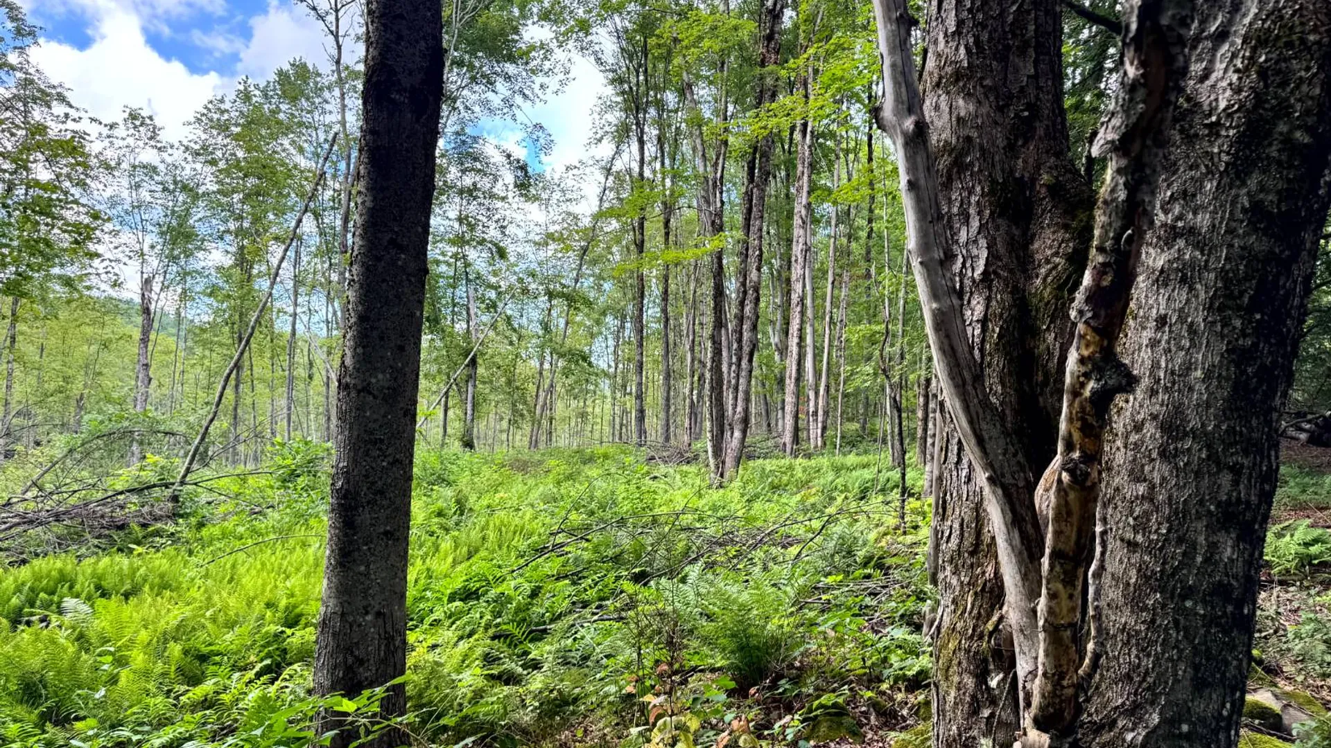 Property at 1.4 Tannery Rd, Western, NY 13486 3
