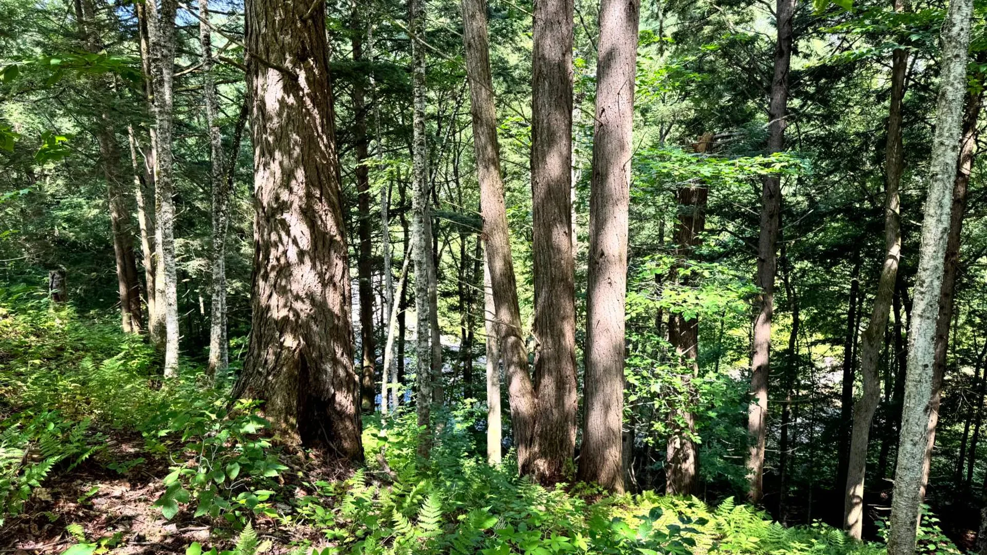 Property at 1.4 Tannery Rd, Western, NY 13486 16
