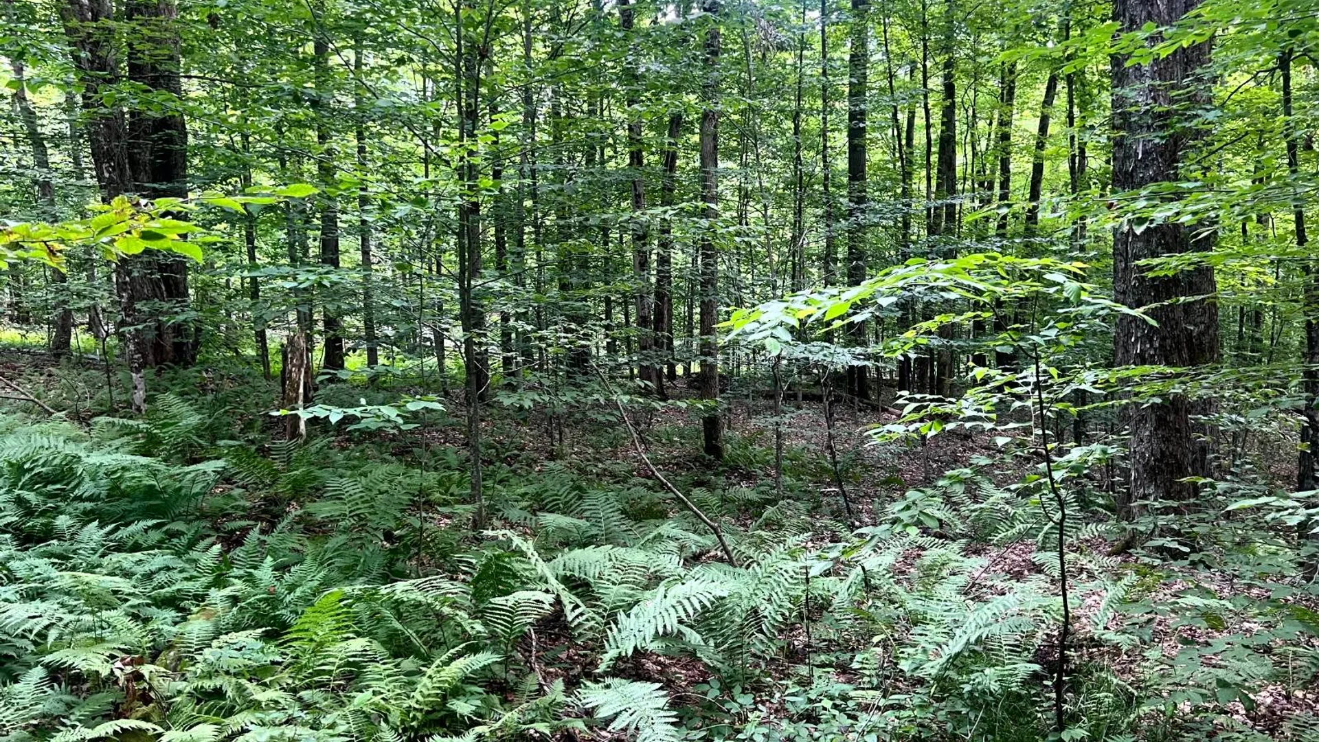 Property at 1.7 Tannery Rd, Western, NY 13486 6