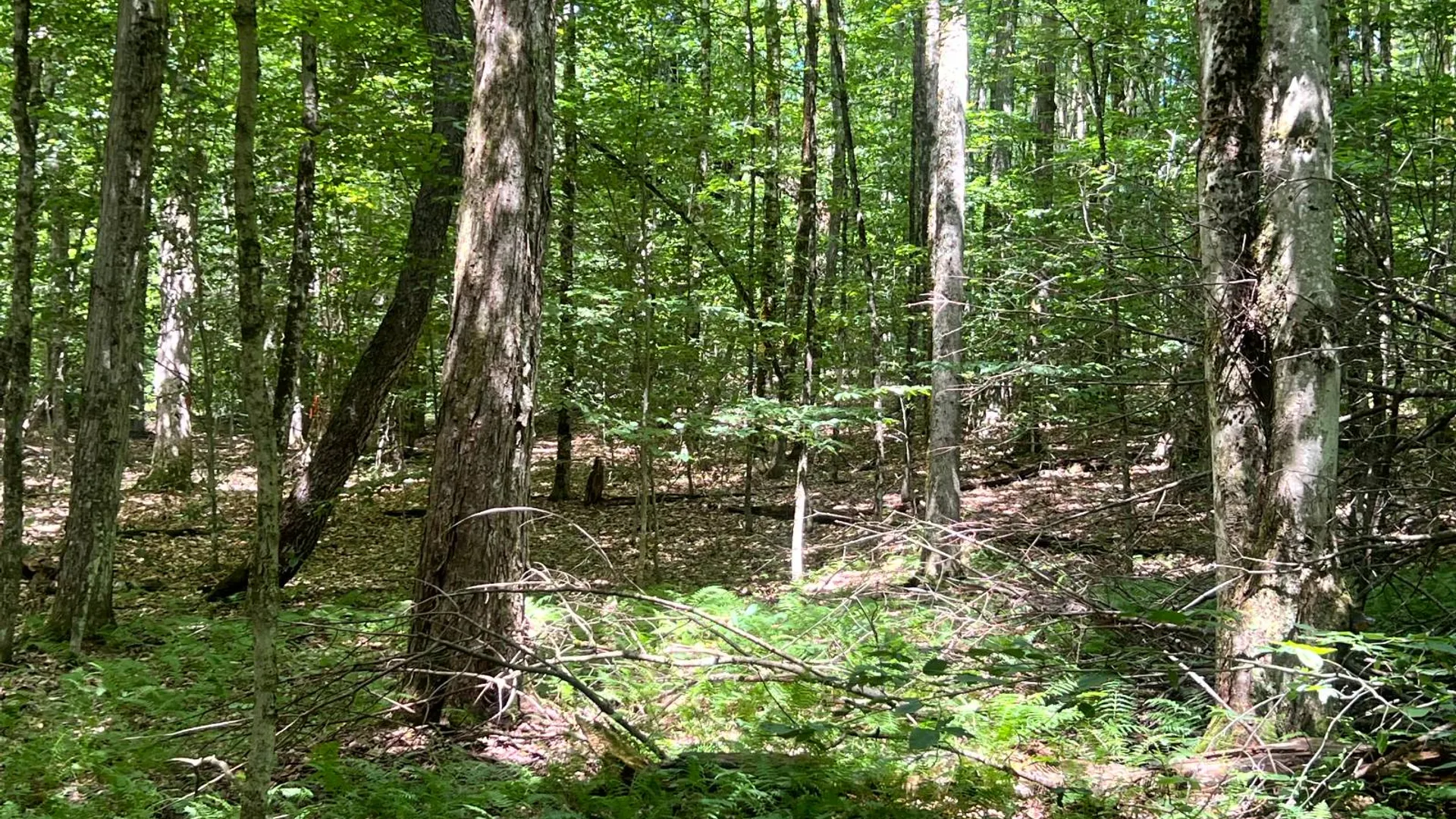Property at 1.7 Tannery Rd, Western, NY 13486 7