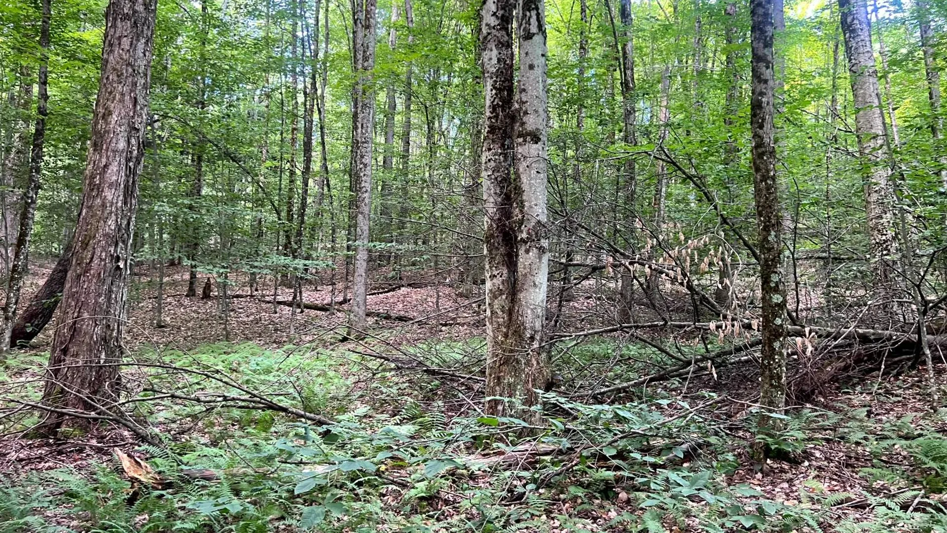 Property at 1.7 Tannery Rd, Western, NY 13486 17