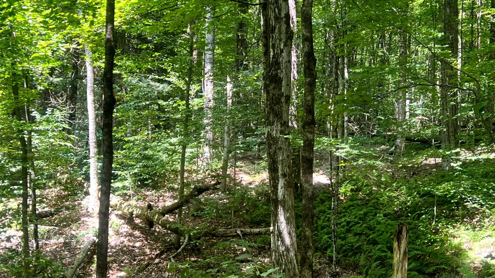 Property at 1.7 Tannery Rd, Western, NY 13486 19