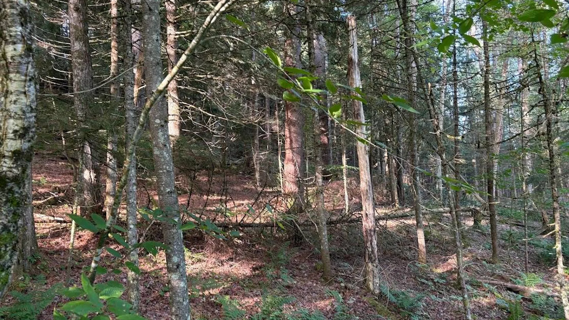 Property at 0 Harvey Bridge Rd, Cold Brook, NY 13324 4
