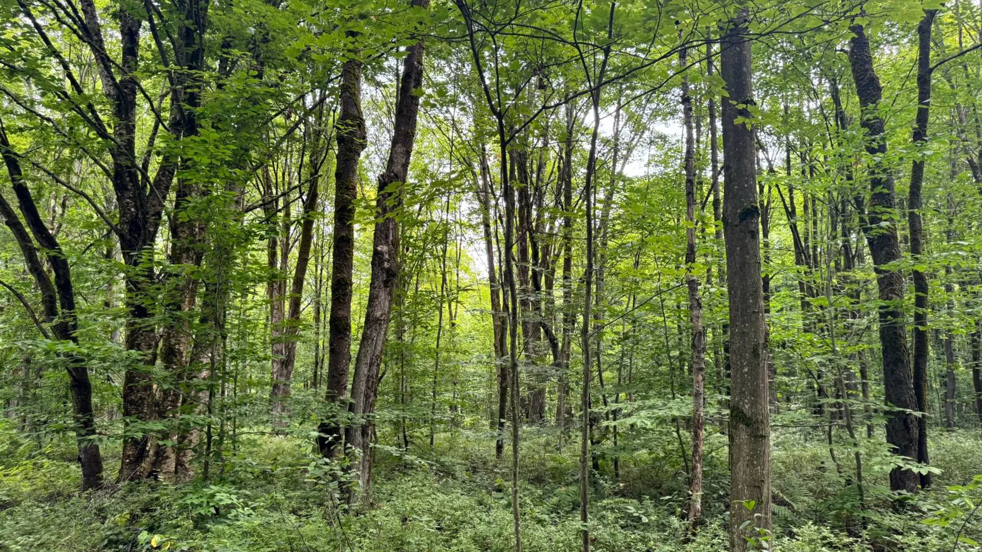 Property at Lot 16 Lost Ridge Subdivision, Houlahan Rd, Camden, NY 13316 15