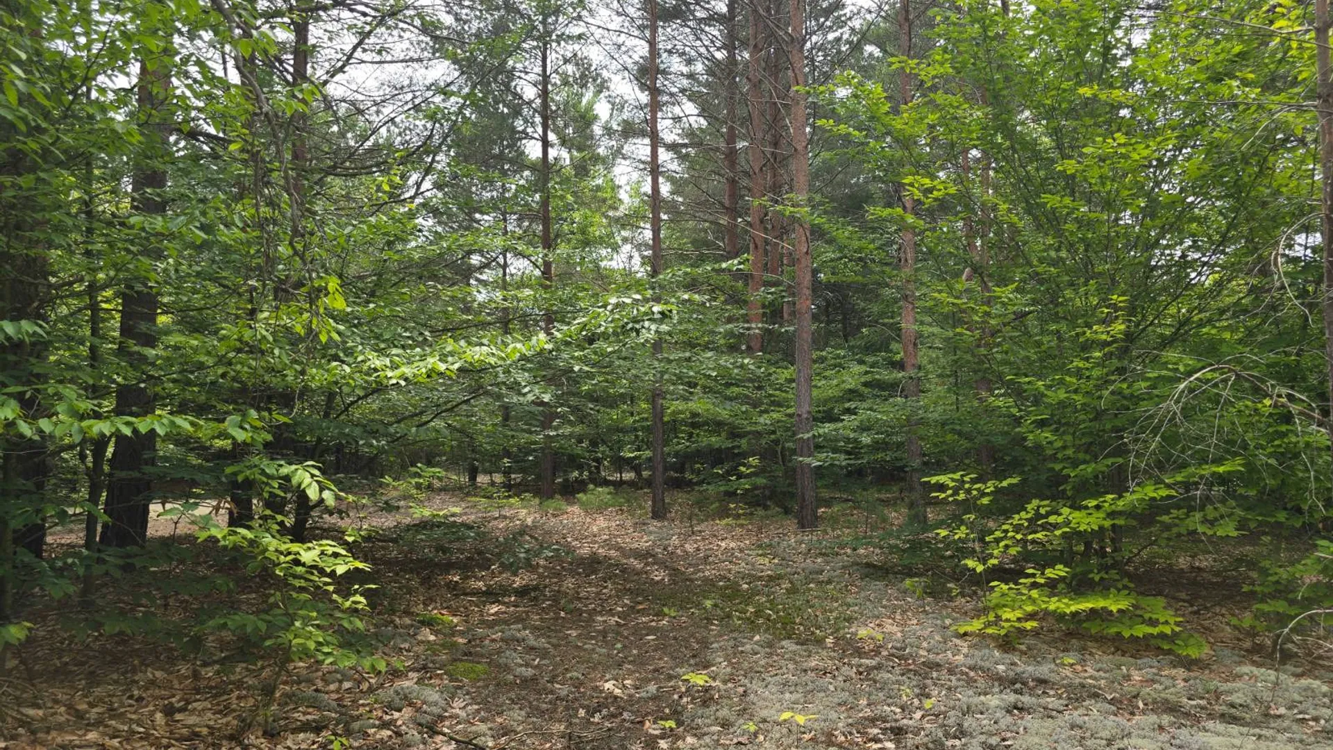 Property at 260 Barrett Rd., Stockholm, NY 13697 16