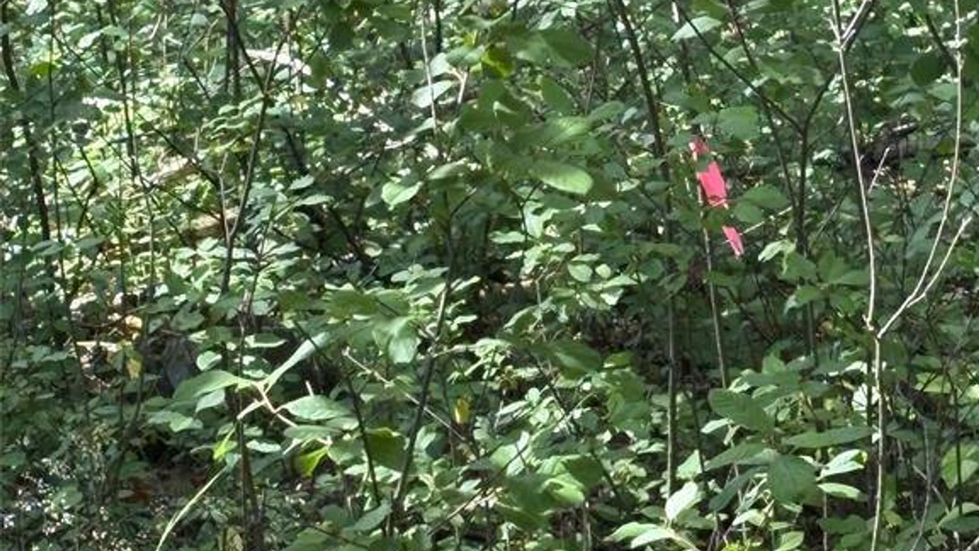 Property at 0 Belair Rd, Glen Spey, NY 12737 11