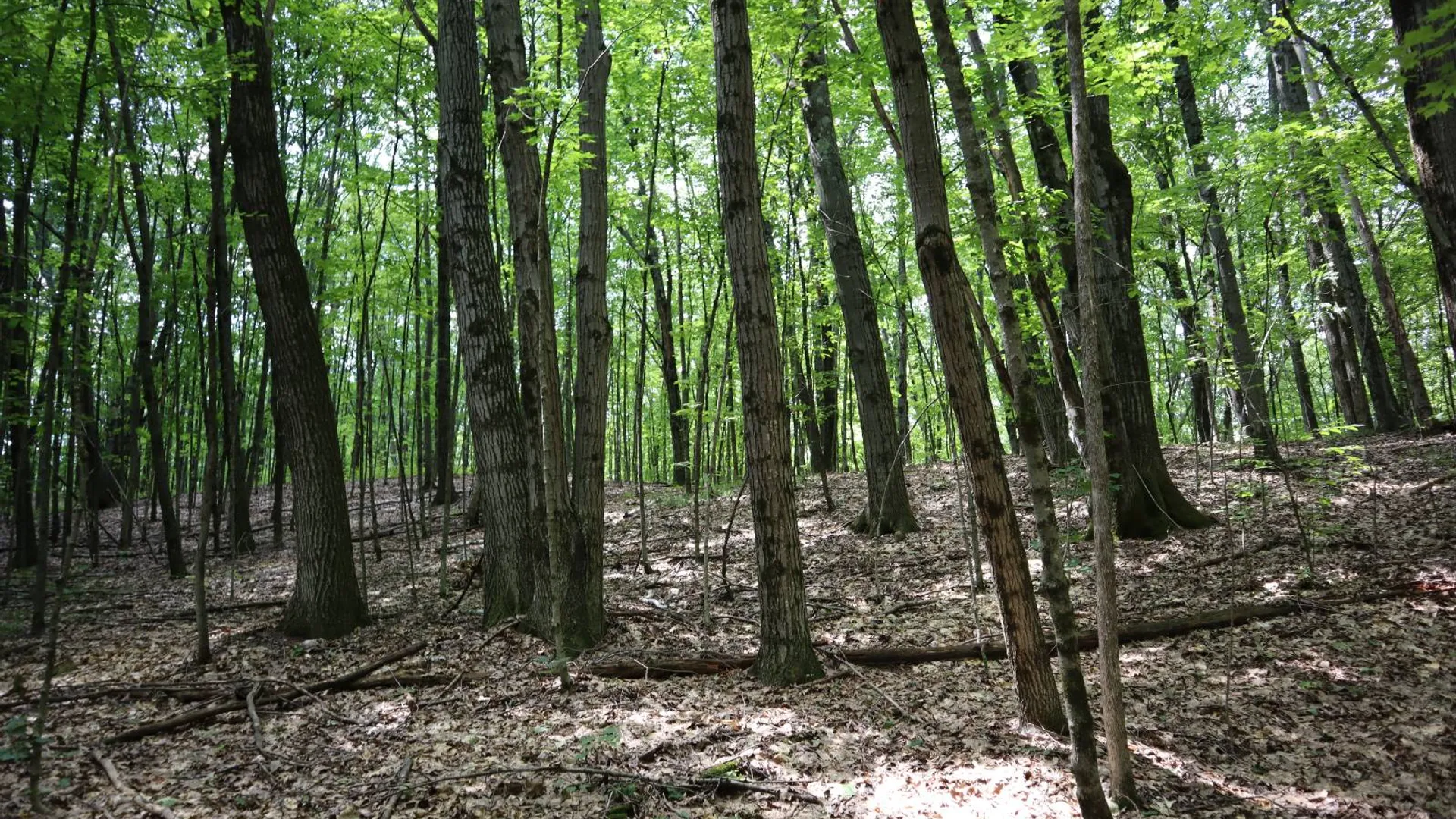 Property at 0 Shine Hill Rd, Fort Ann, NY 12827 16