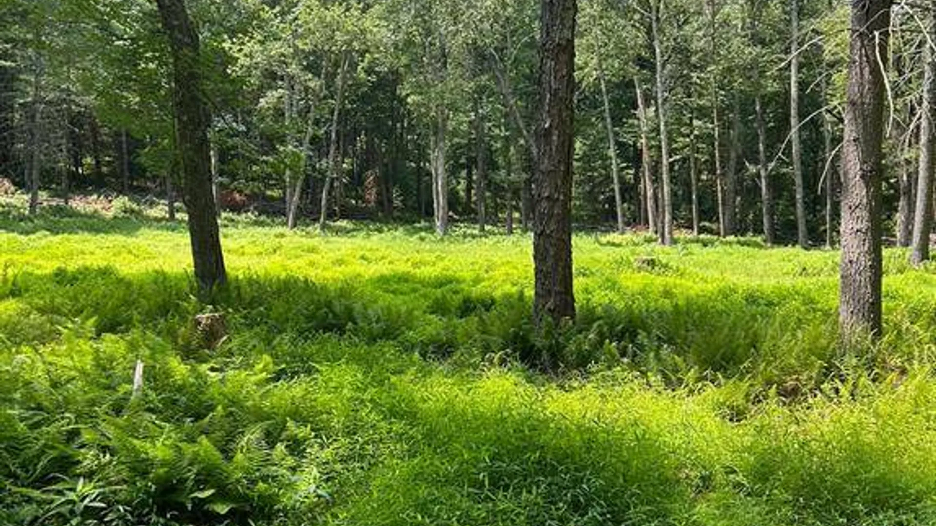 Property at 0 Geba Dr, Glen Spey, NY 12737 8