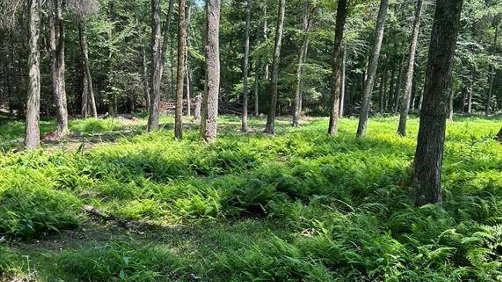 Property at 0 Geba Dr, Glen Spey, NY 12737 9