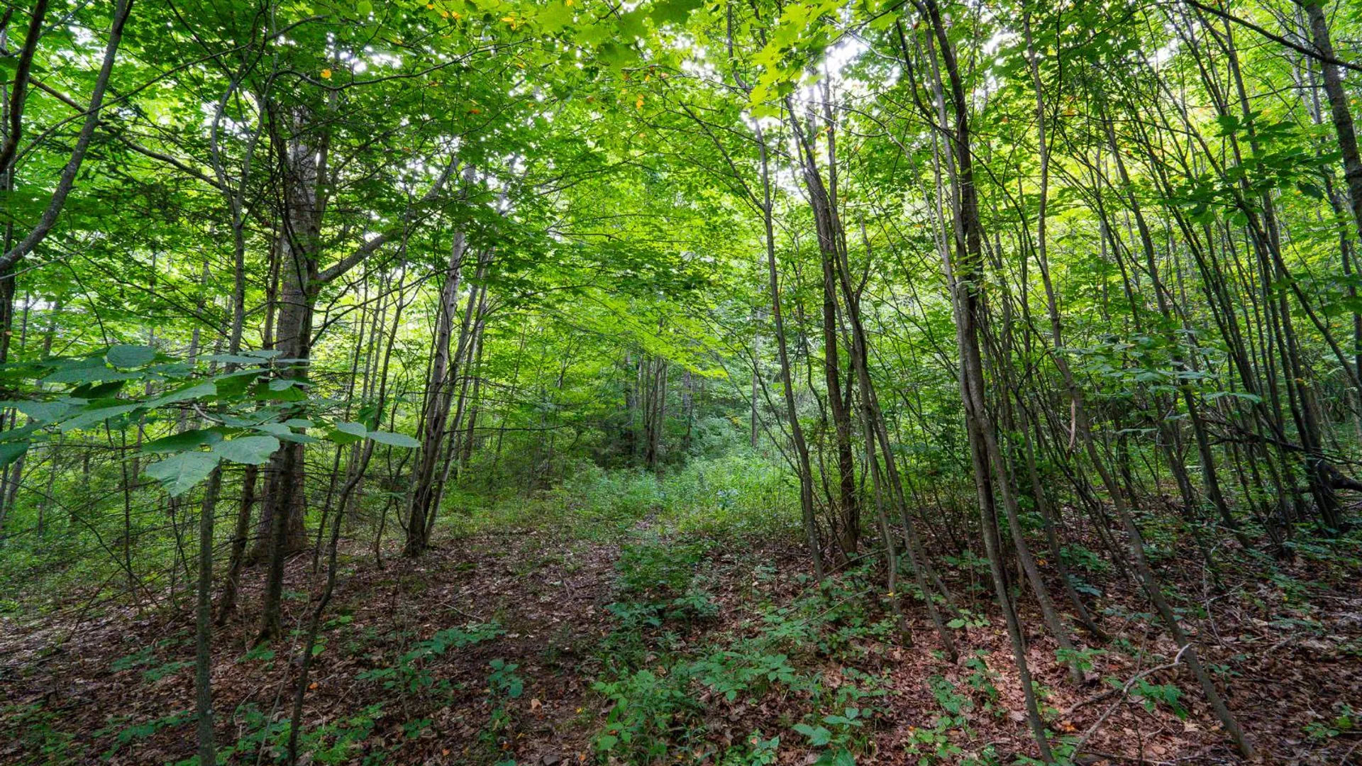 Property at 1WTP Roney Rd, Preston Hollow, NY 12469 17