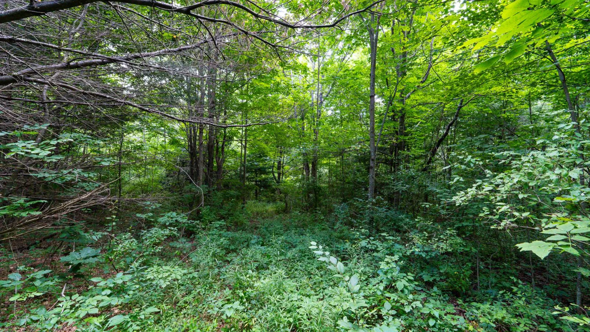 Property at 1WTP Roney Rd, Preston Hollow, NY 12469 18