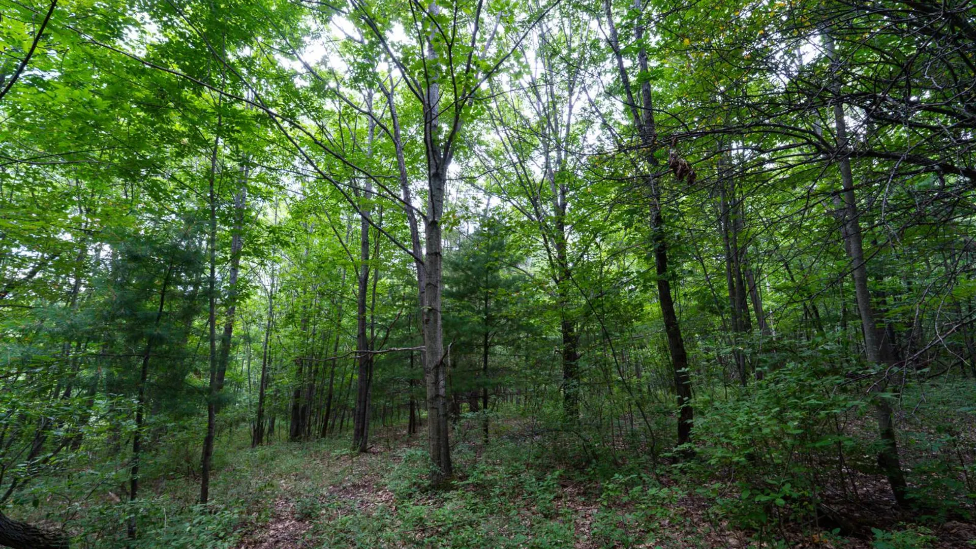 Property at 1WTP Roney Rd, Preston Hollow, NY 12469 19