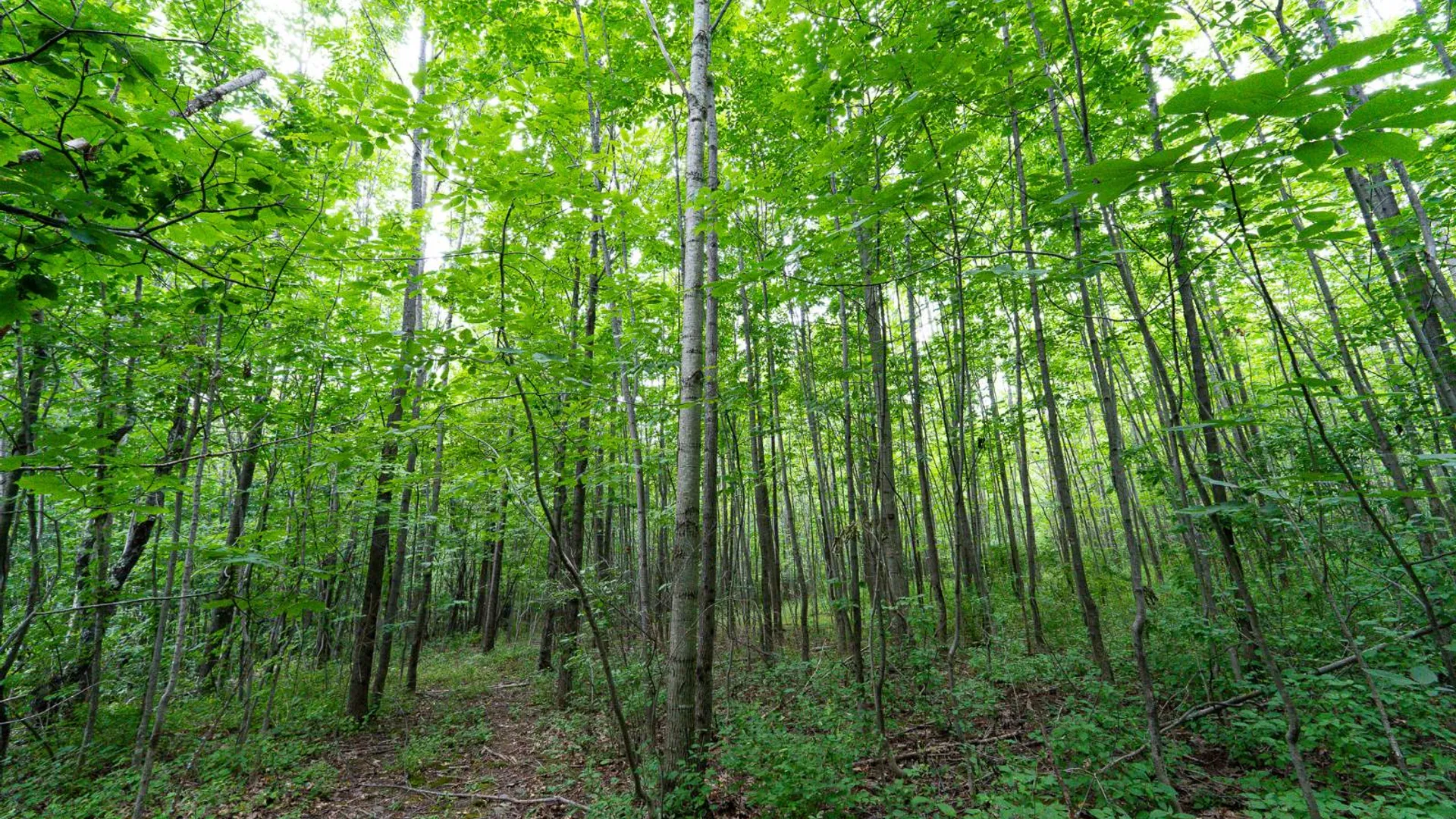 Property at 1WTP Roney Rd, Preston Hollow, NY 12469 21