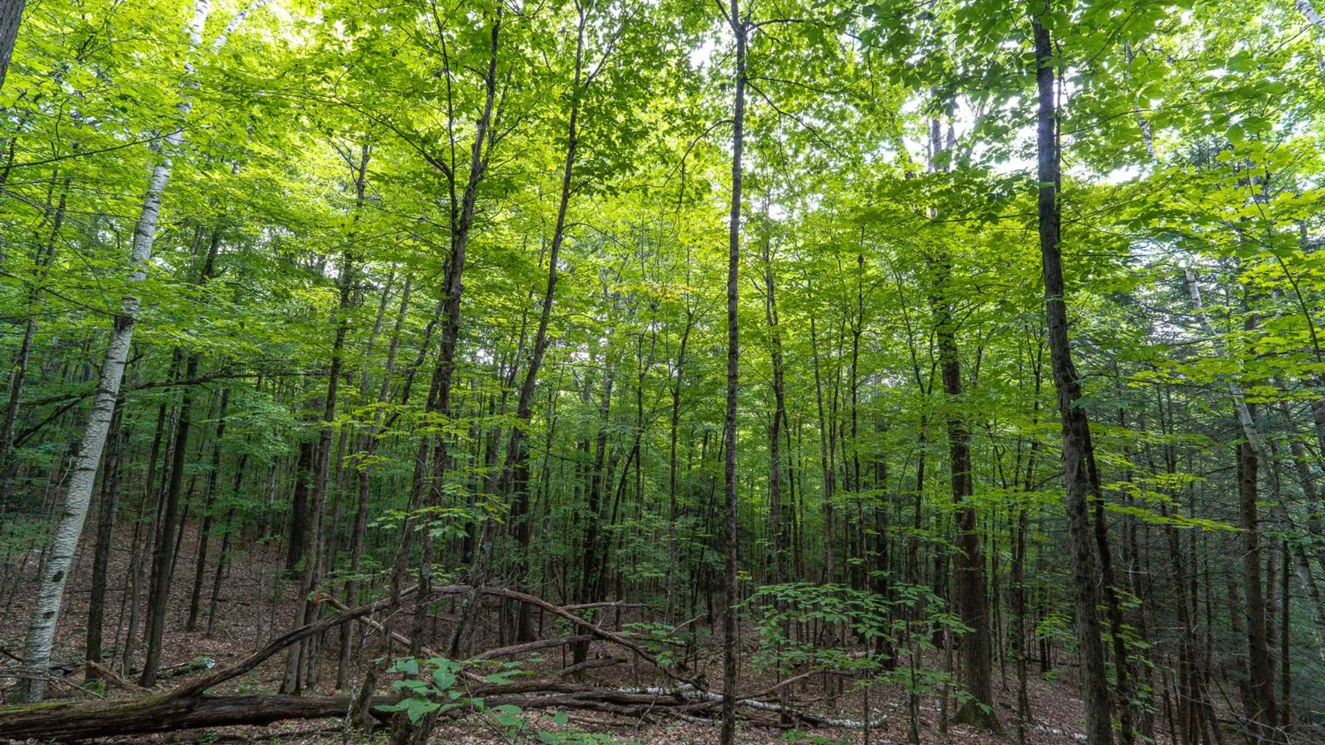 Property at 1WTP Roney Rd, Preston Hollow, NY 12469 29