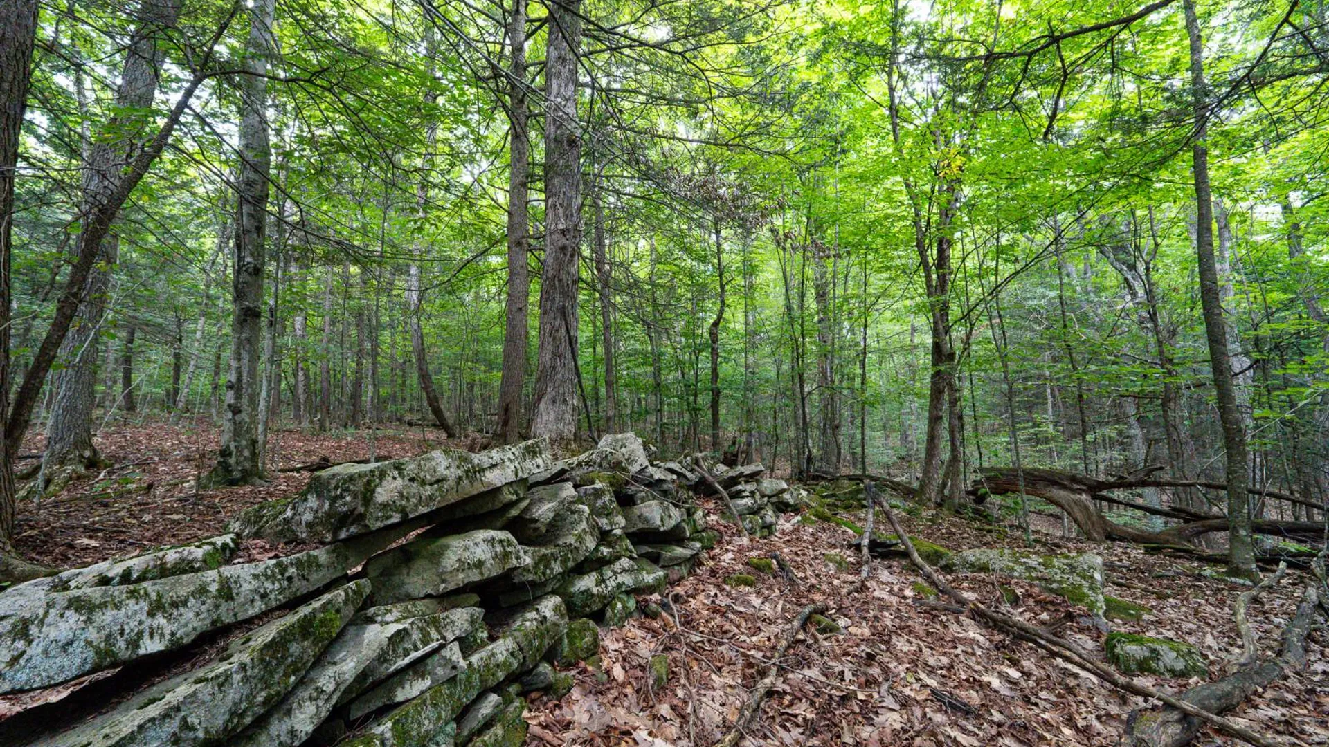 Property at 1WTP Roney Rd, Preston Hollow, NY 12469 31