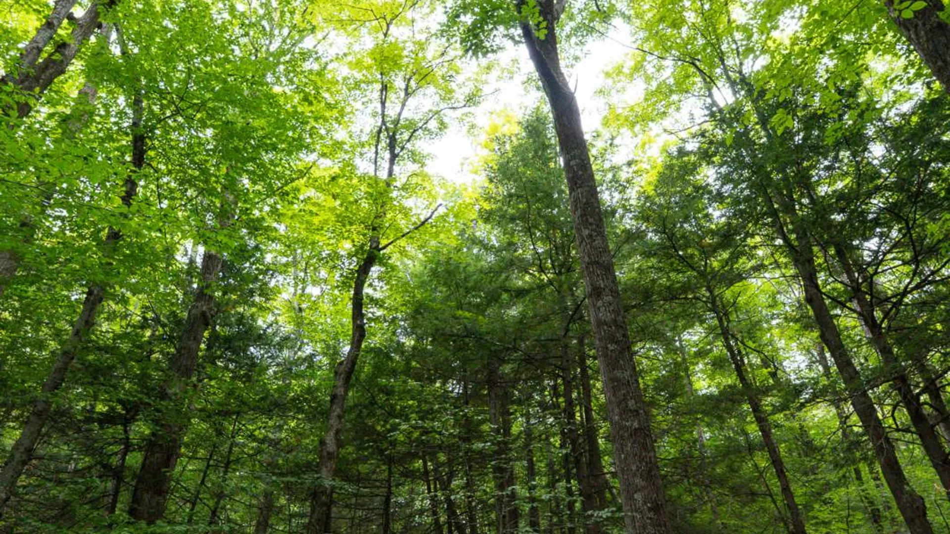Property at 1WTP Roney Rd, Preston Hollow, NY 12469 32