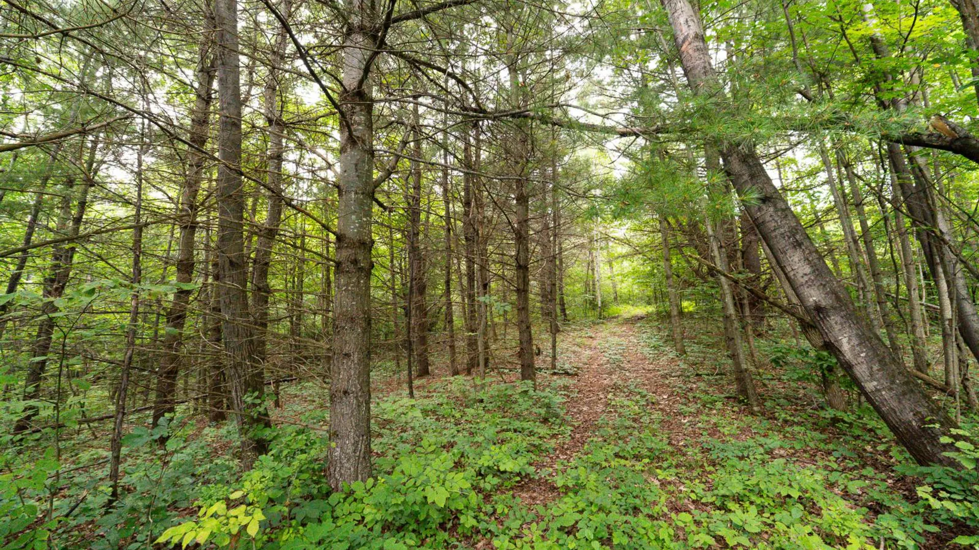 Property at 1WTP Roney Rd, Preston Hollow, NY 12469 42