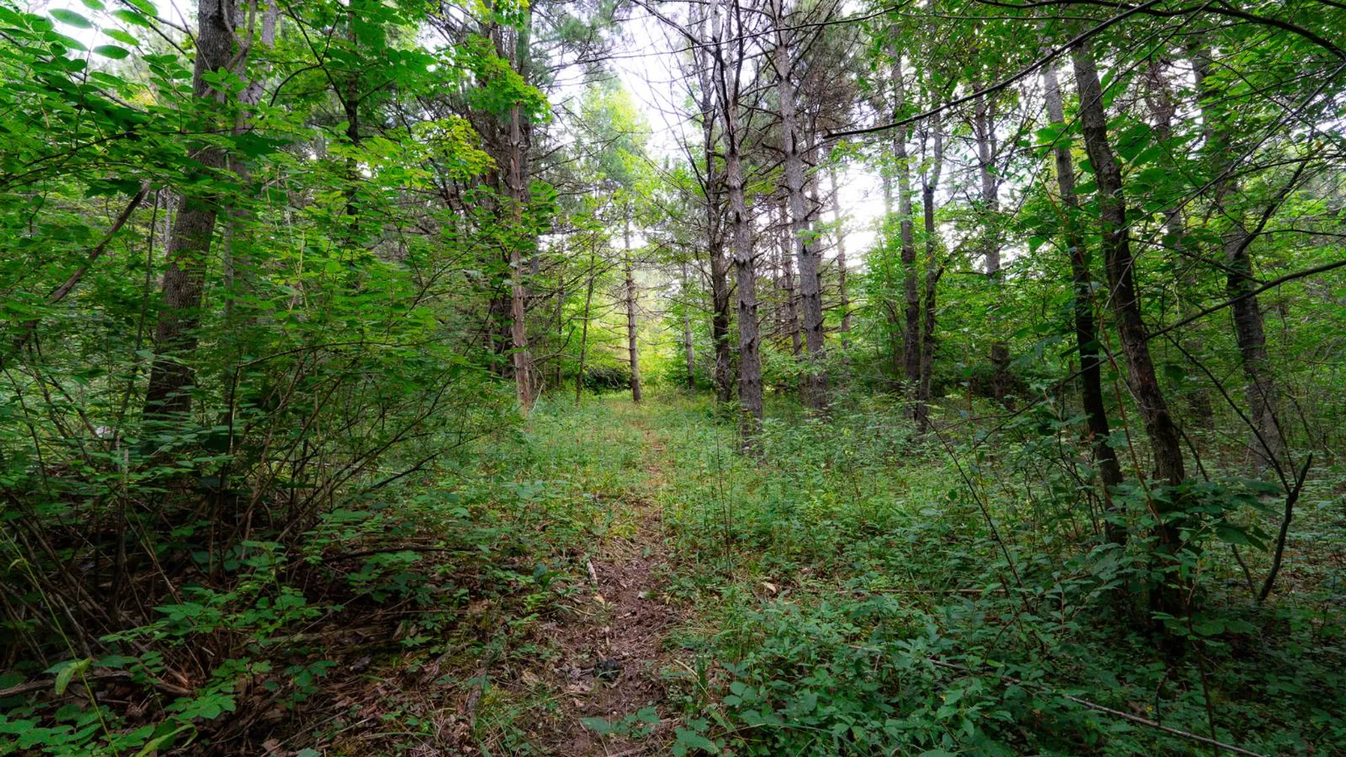 Property at 1WTP Roney Rd, Preston Hollow, NY 12469 43