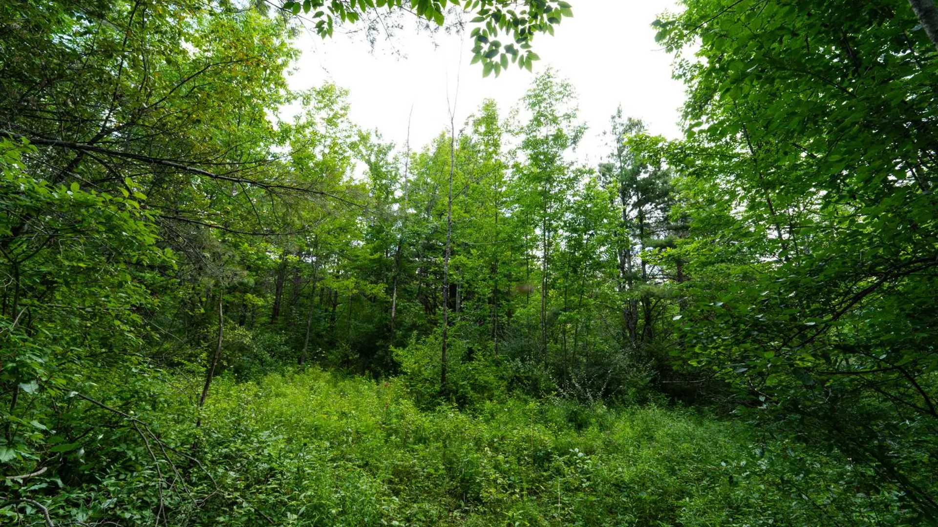 Property at 1WTP Roney Rd, Preston Hollow, NY 12469 47
