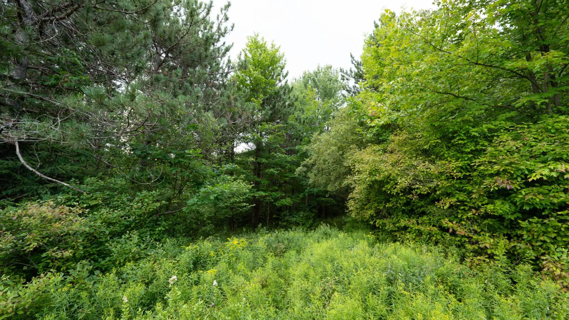 Property at 1WTP Roney Rd, Preston Hollow, NY 12469 49