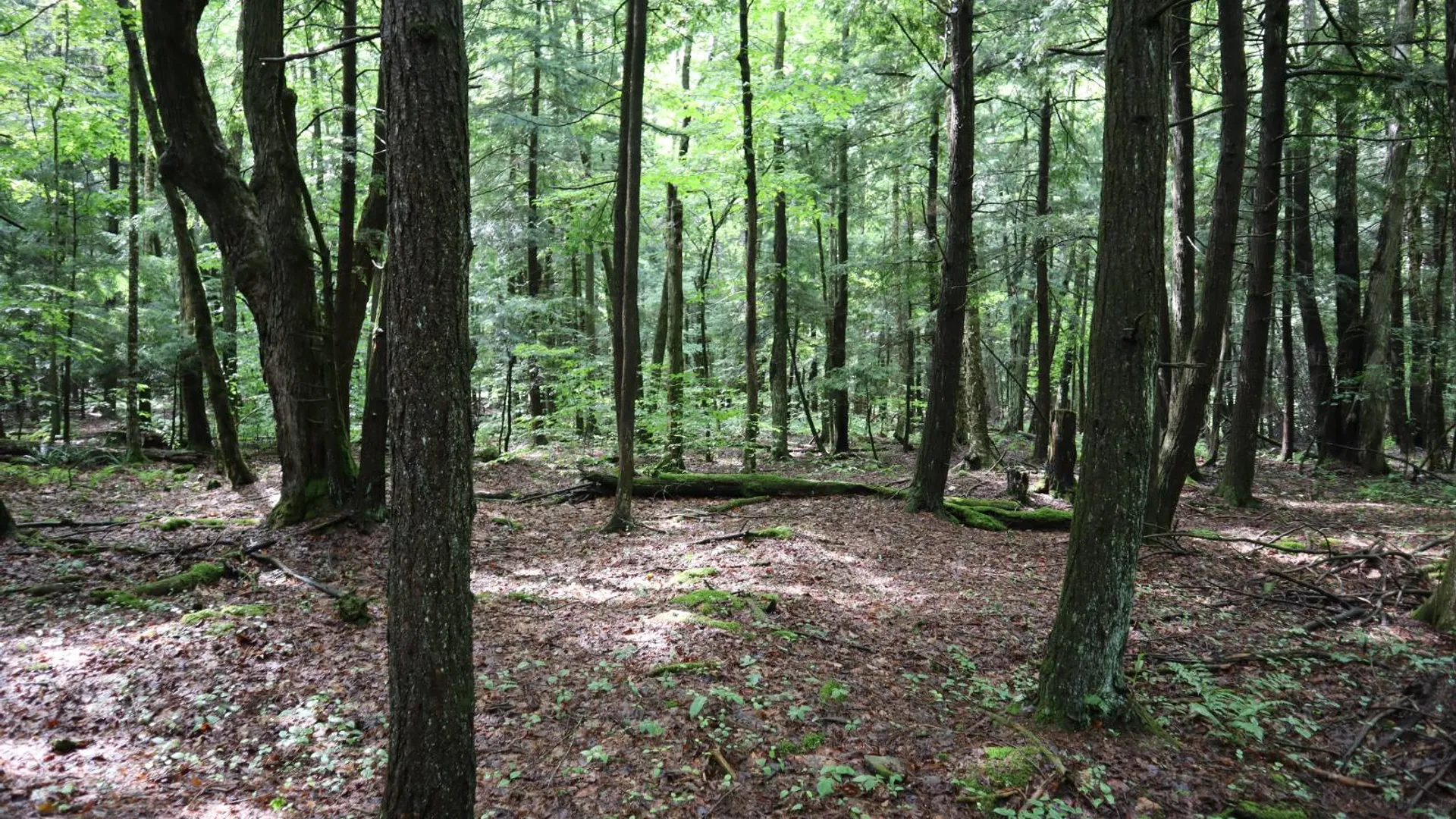 Property at 0 Corbin Hill Rd, Fultonville, NY 12072 8