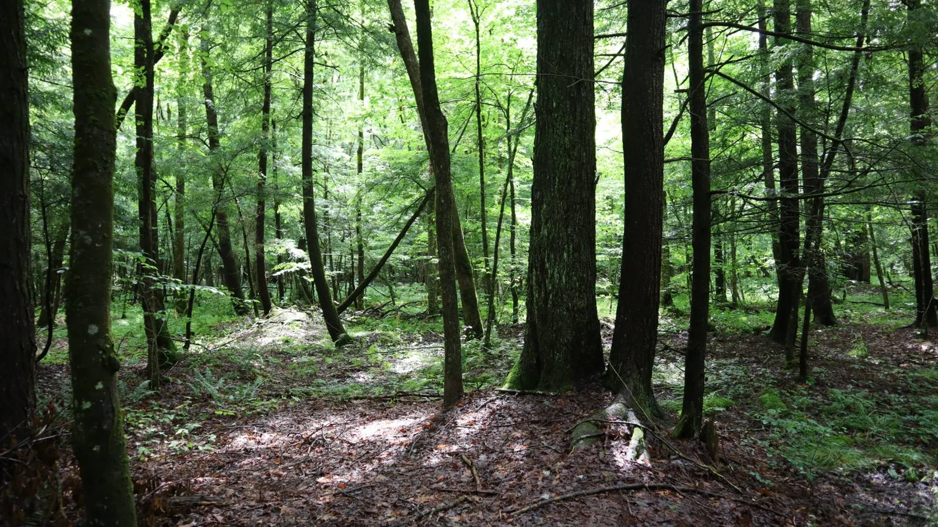 Property at 0 Corbin Hill Rd, Fultonville, NY 12072 45