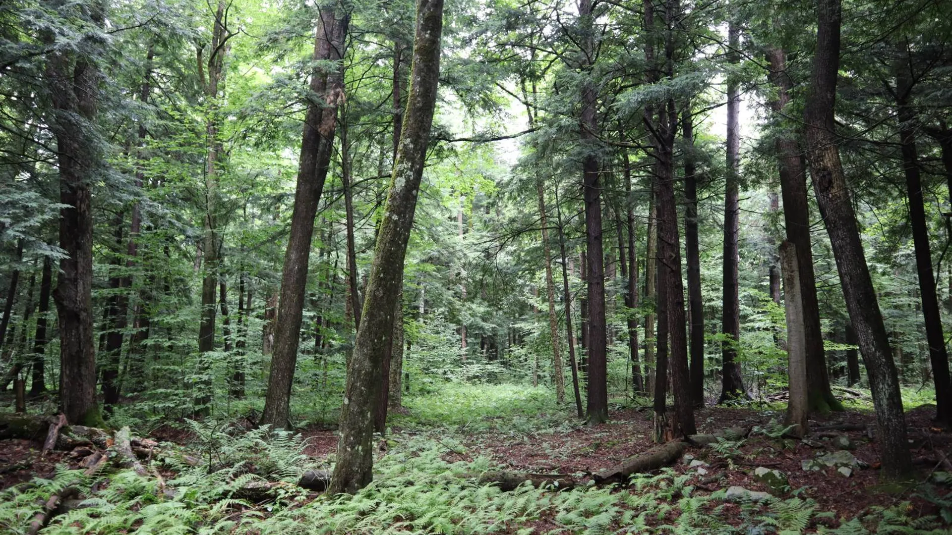 Property at 0 Corbin Hill Rd, Fultonville, NY 12072 46