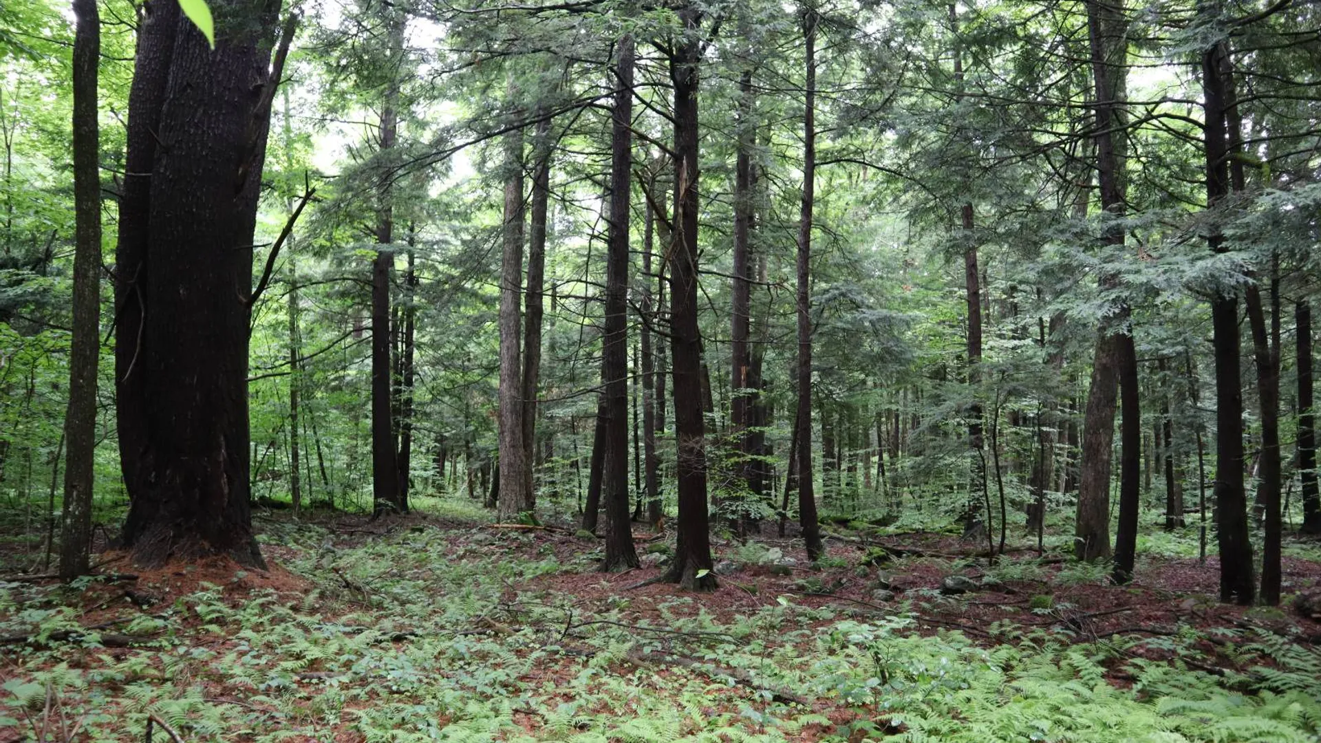 Property at 0 Corbin Hill Rd, Fultonville, NY 12072 47